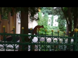 Белка в Печорском монастыре прячет запас на зиму. Хозяйственная.