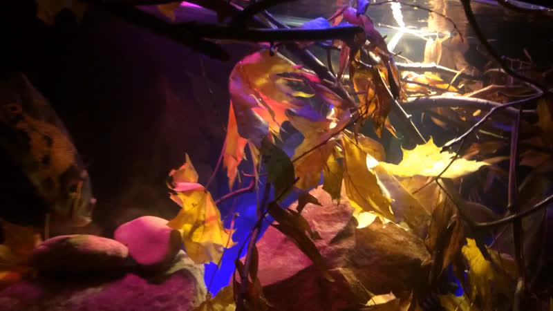 Biotope aquarium)))