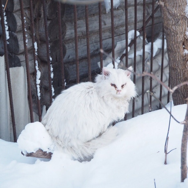 г.Пенза
Какие есть варианты платных передержек с мед уходом