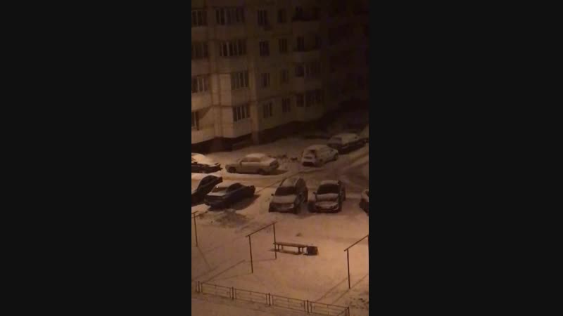 собаки в 13’ом