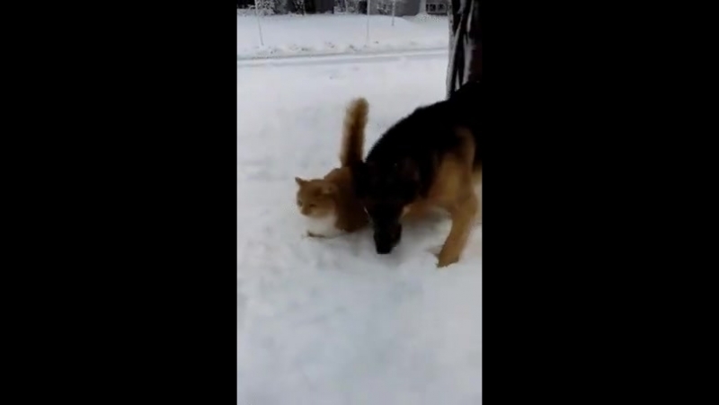 Doc346463152_459415348.mp4
