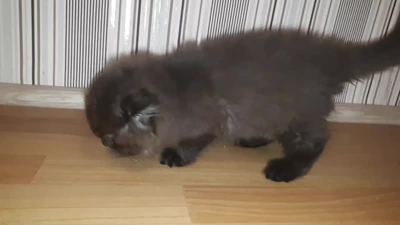 Закапывает корм на потом