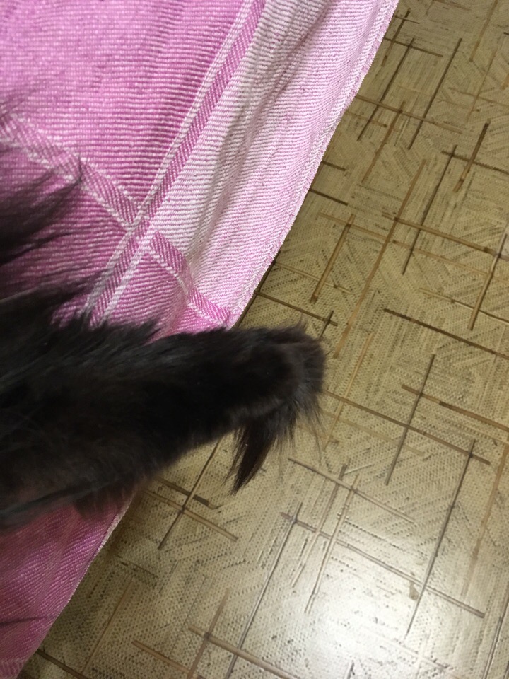 Кошки в нашей жизни. Кошки и все, что с ними связано.