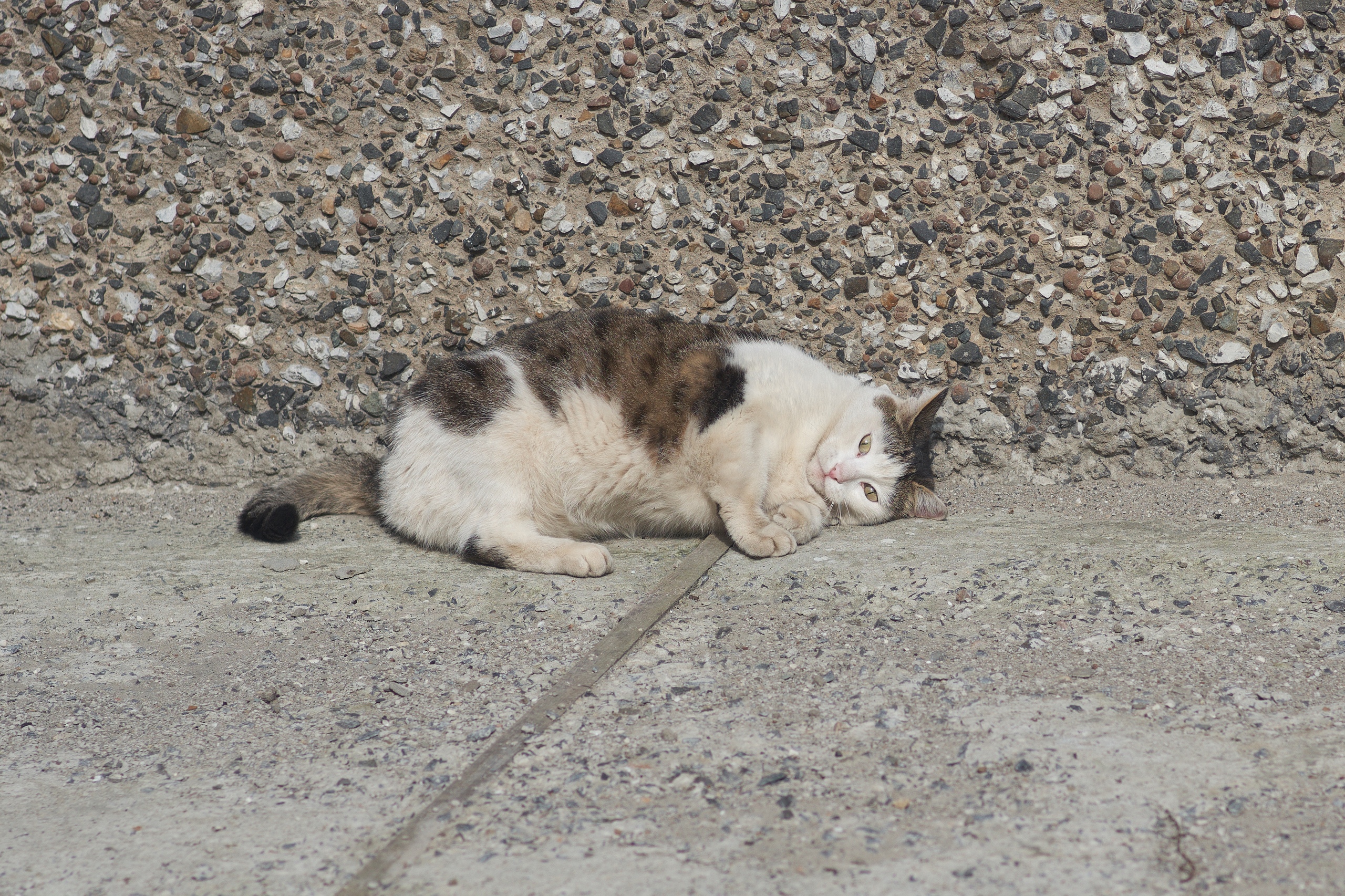 New cats...Last warm days of September