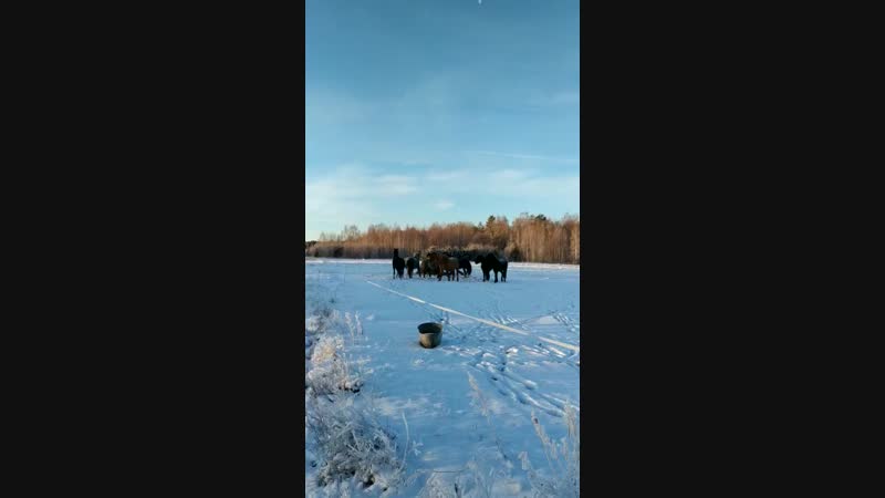 Возвращение Ворона в табун.