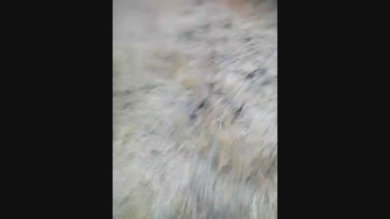 Коля Ремизов - Live
