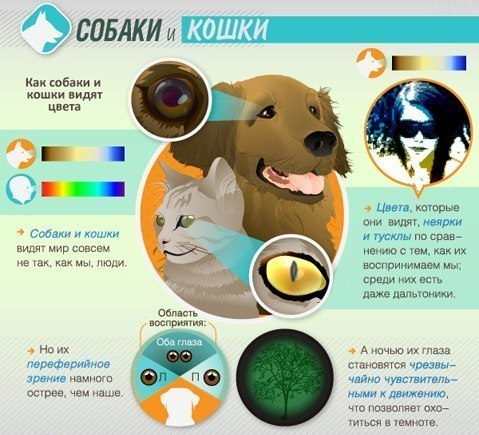 Как животные видят мир. Большинство млекопитающих не отличают красный цвет от зеленого. Они давно утратили эту способность, присущую птицам, рыбам и рептилиям. Ведь их далекие предки, населявшие