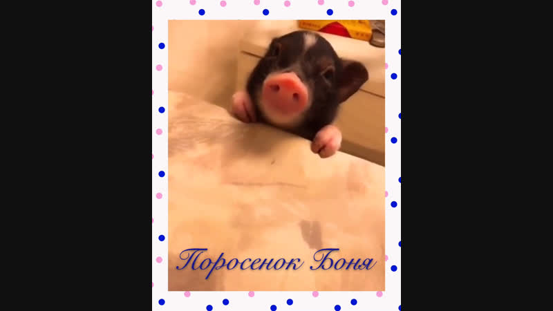 Мини- пиг🐽Гость новогодних ёлок