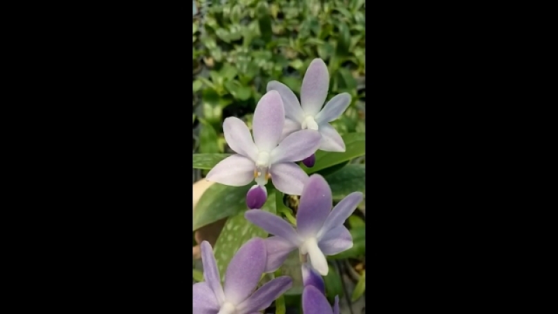 Dtps.Purple Martin