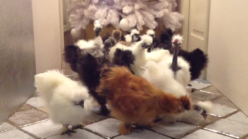 Showgirls, новогоднее настроение.