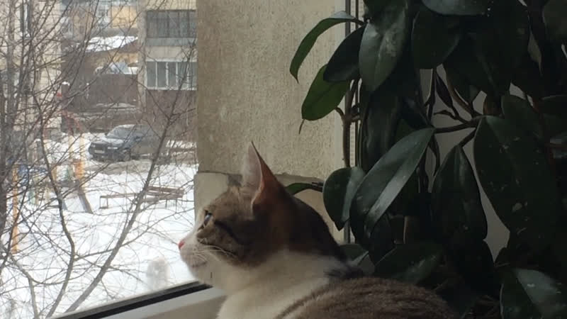 Муся гавкает на птичек
