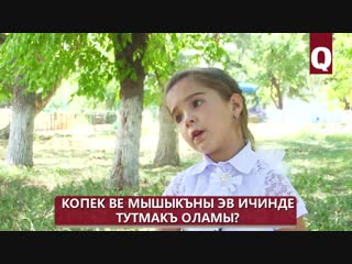 Diñleñiz, söyleyim – Köpek ve mışıqnı ev içinde tutmaq olamı?