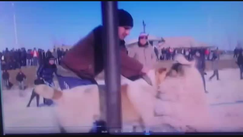 алапар чемпион