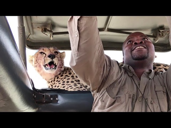 Tourists grab selfies with cheetah