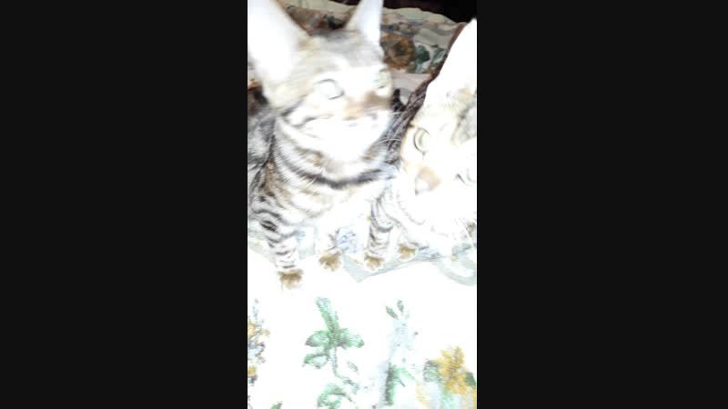 Котята 18 девочки