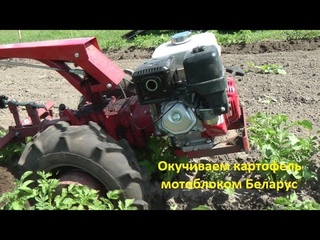 Окучиваем картофель мотоблоком Беларус