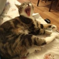 Илья Ангелов | Киев