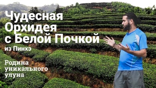 Путешествие по Фуцзянь. Чудесная Орхидея из Пинхэ. Редкий сорт чая улун - Пинхэ Бай Я Цилань