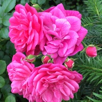 Сима Бузакова