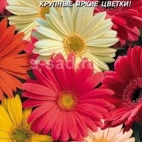 Татьяна Кашина | Москва
