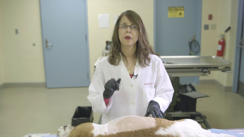 Биопсия кожи Skin Biopsy