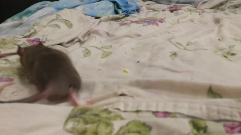 VID_20190116_042033.mp4