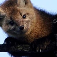 Саша Сашечкин | 
