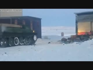 На Новой Земле массовое нашествие белых медведей
