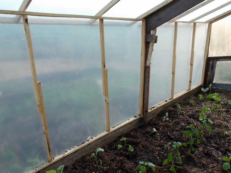 Новая старая теплица Новая старая теплица