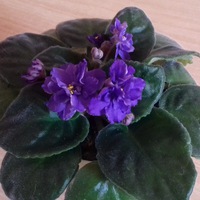 Ольга Цуканова | Реж