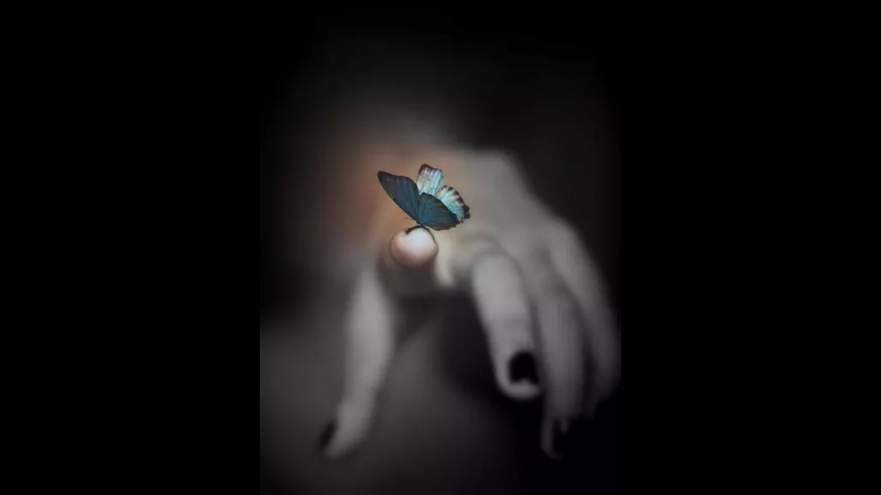 L.A.N Papillon