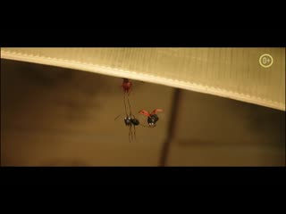 Букашки 2 (тизер-трейлер)