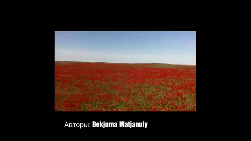 Қызғалдақтың отаны-Шардарада❤
