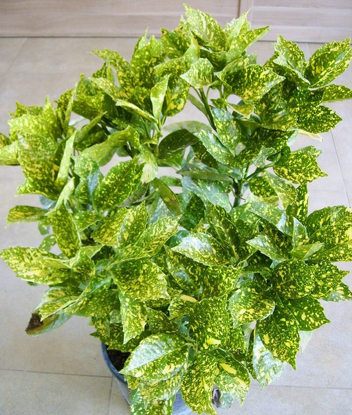 АУКУБА