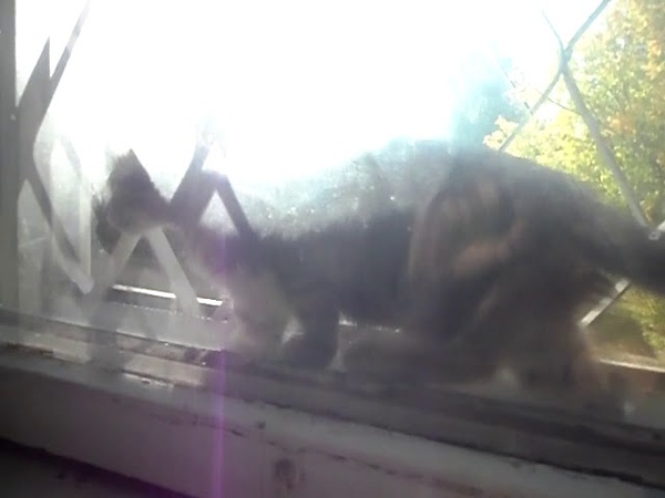 Котенок за окном