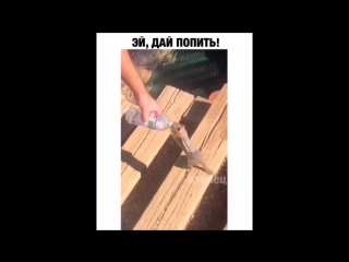 Эй, дай попить! Instamusor