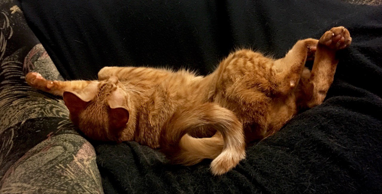 Кошки в нашей жизни. Кошки и все, что с ними связано.