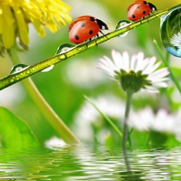 Валя Яковлева |