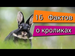 Интересные факты о кроликах