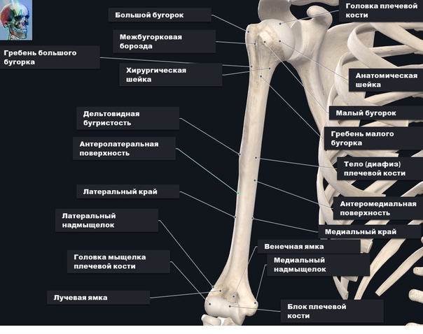 #anatomy@medicalcrew1 