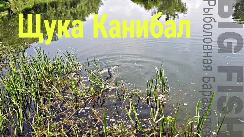 Огромная Щука КАНИБАЛ