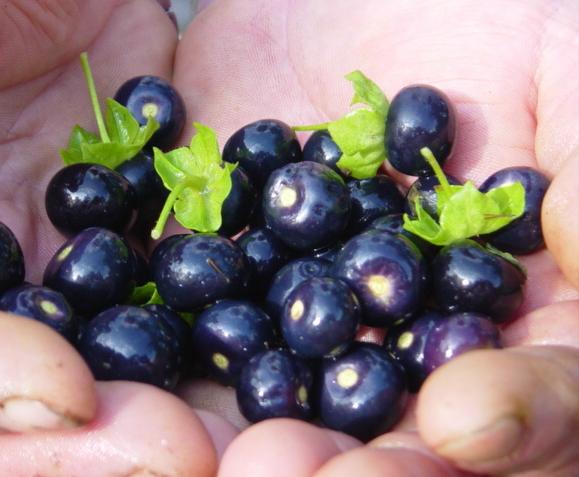 САРАХА ОВОЩНАЯ Сараха овощная или сараха съедобная (Saracha edulis) - однолетнее урожайное растение семейства пасленовых родом из Южной Америки. У полулежащих раскидистых кустов ветви длиной