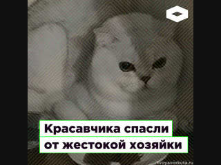 В Вокруте кота Красавчика спасли от жестокого обращения | ROMB