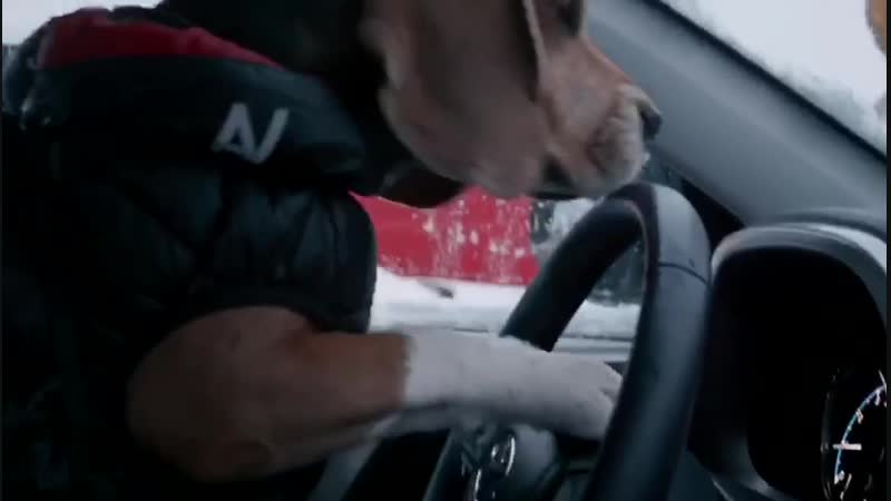 Песик и Toyota RAV4