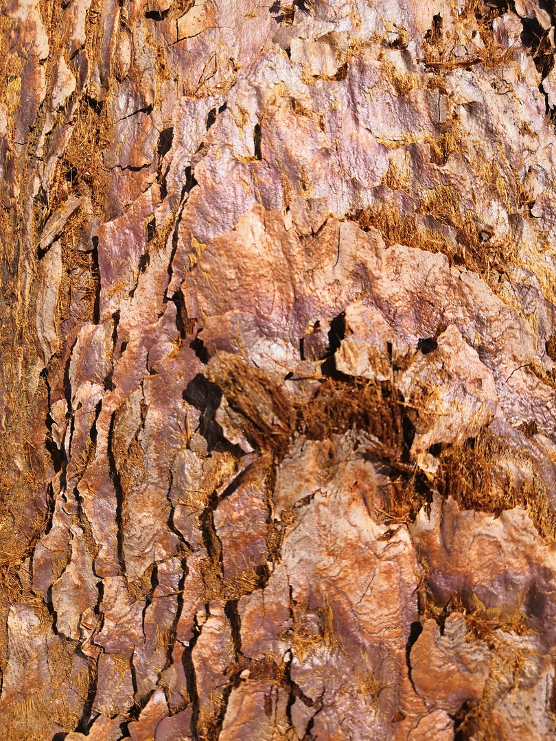 Ударим автопробегом по дикому западу! USA 2019 7-25 марта.