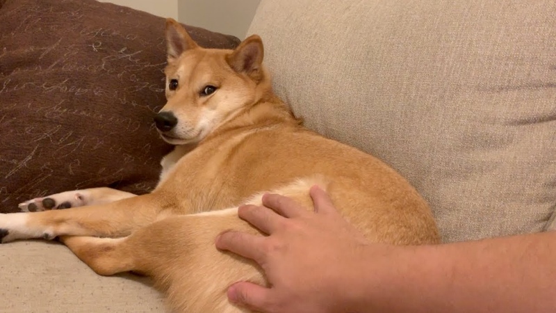 Scaring my sleeping dog.