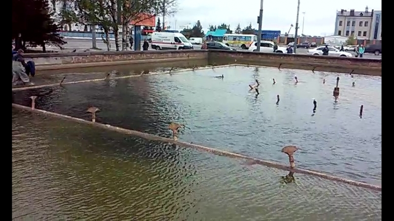 Спасение казарки ч.1