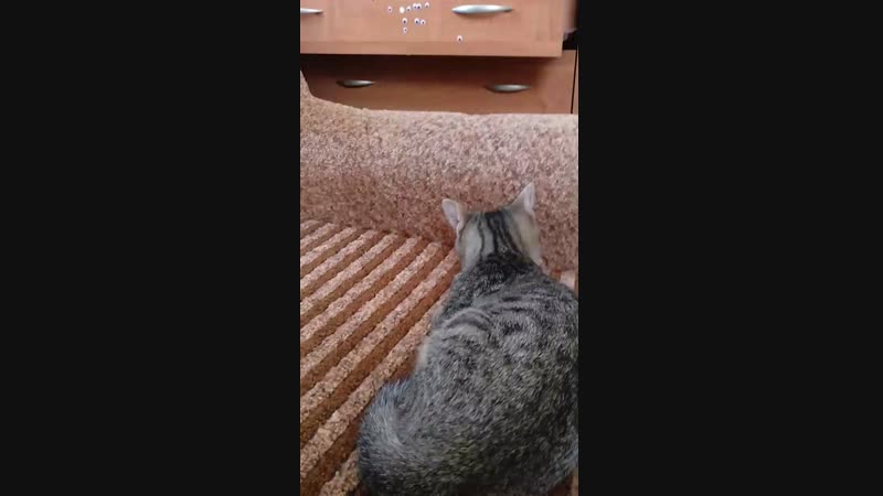 VID_20170904_171204.mp4