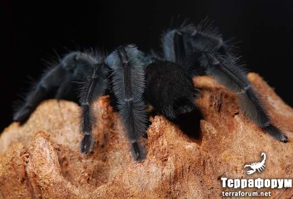 Psalmopoeus sp alquitran

