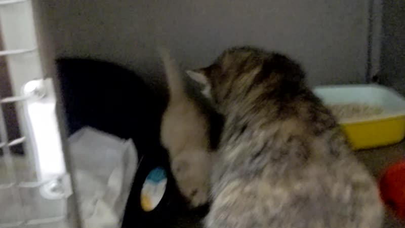 VID_20181005_193543